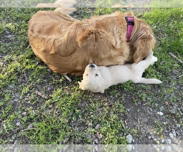 Medium Photo #19 Golden Retriever Puppy For Sale in MCKINNEY, TX, USA