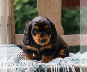 Dachshund Puppy for sale in EAST EARL, PA, USA