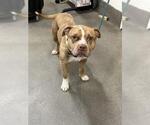 Small Mutt