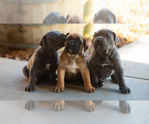 Cane Corso Litter for sale in YUCCA VALLEY, CA, USA
