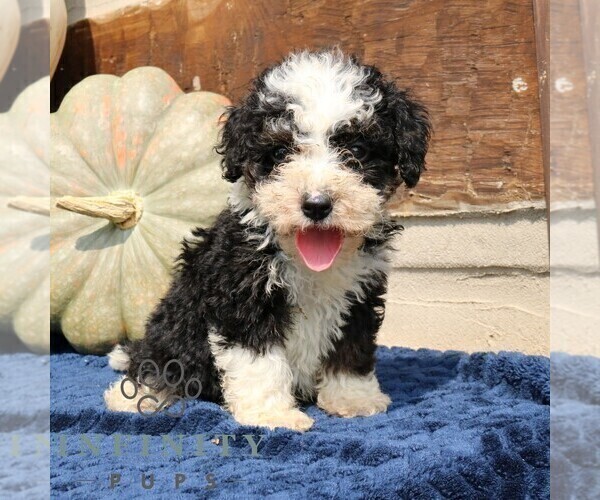 Medium Photo #1 Bernedoodle (Miniature) Puppy For Sale in NARVON, PA, USA