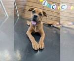 Roo - Female Mutt Dog for Adoption - Small photo