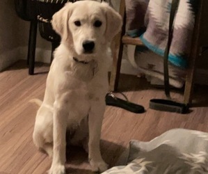 English Cream Golden Retriever Puppy for sale in COLUMBUS, OH, USA