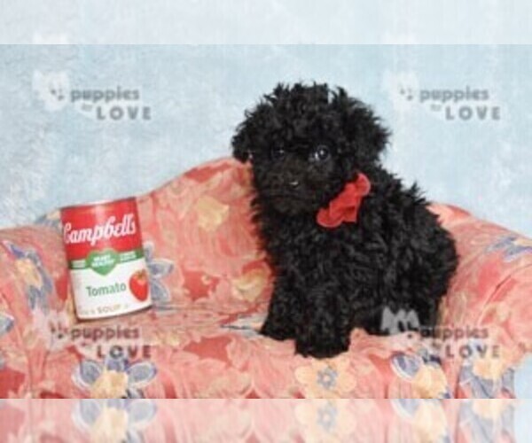 Medium Photo #12 Poodle (Toy) Puppy For Sale in SANGER, TX, USA