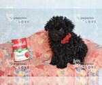 Small #11 Poodle (Toy)