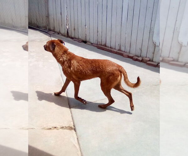 Medium Photo #11 Labrador Retriever-Unknown Mix Puppy For Sale in Apple Valley, CA, USA