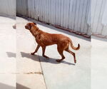 Small #10 Labrador Retriever Mix