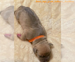 Small #18 American Bully