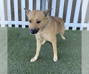 German Shepherd Dog Dogs for adoption in Modesto, CA, USA