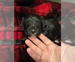 Small Photo #16 Schnoodle (Miniature) Puppy For Sale in HILLSBORO, IL, USA