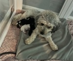 Puppy Puppy 4 YorkiePoo