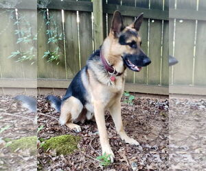 German Shepherd Dog Dogs for adoption in Mooresville, NC, USA