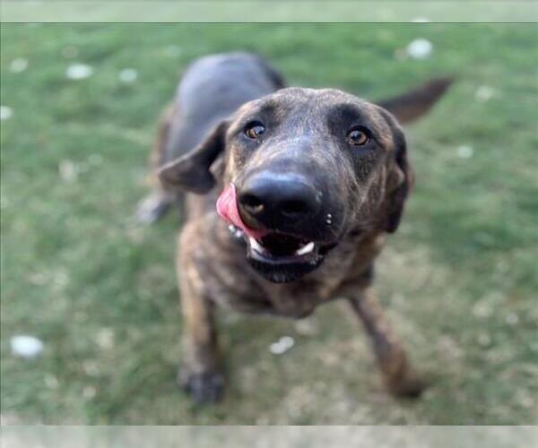 Medium Photo #1 Plott Hound-Unknown Mix Puppy For Sale in Texas City, TX, USA