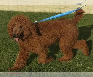 Father of the Goldendoodle-Poodle (Standard) Mix puppies born on 12/07/2020