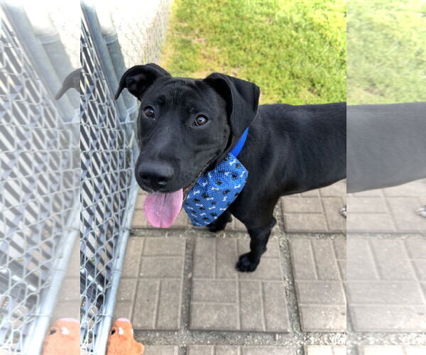 Medium Photo #5 American Pit Bull Terrier-Labrador Retriever Mix Puppy For Sale in Estherville, IA, USA