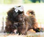 Small Photo #3 Shih Tzu Puppy For Sale in WARSAW, IN, USA