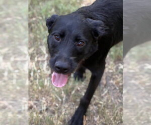 Millie - Female Mutt Dog for Adoption - Photo #2