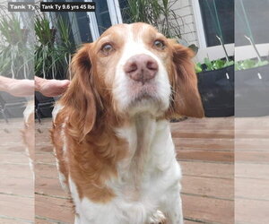 Brittany Dogs for adoption in Curwensville, PA, USA