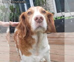 Small Brittany