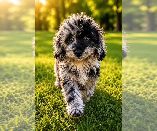Medium Photo #56 Cavapoo (Miniature) Puppy For Sale in DURHAM, CT, USA