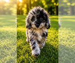 Small #55 Cavapoo (Miniature)