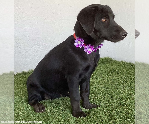 Medium Photo #6 Mutt Puppy For Sale in San Diego, CA, USA