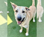 Small #2 Anatolian Shepherd