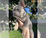 Small Photo #4 French Bulldog Puppy For Sale in ROSEMEAD, CA, USA