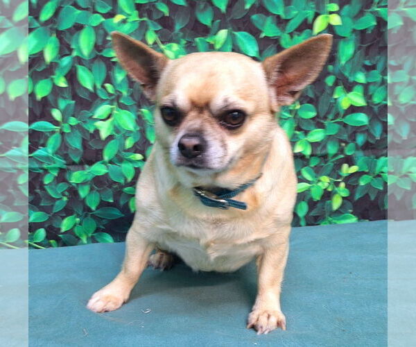Medium Photo #4 ShiChi Puppy For Sale in Wetumpka, AL, USA