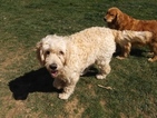 Small Photo #5 Goldendoodle Puppy For Sale in LOWER SALEM, OH, USA
