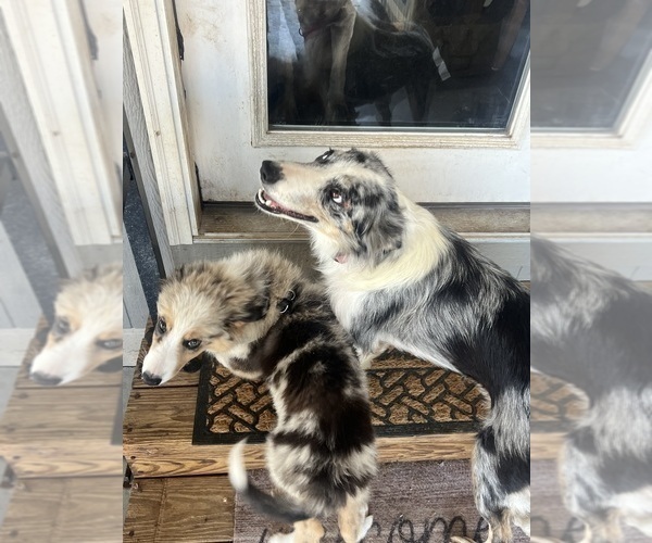 Medium Photo #2 Border Collie Puppy For Sale in FREEMAN, MO, USA