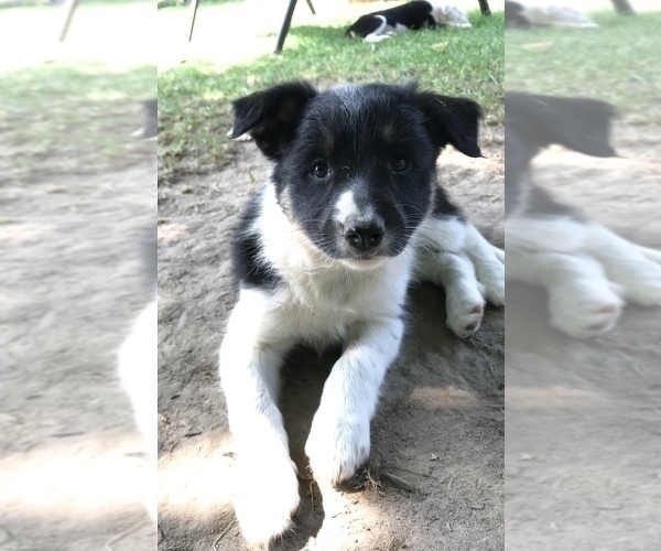 Medium Photo #6 Border Collie Puppy For Sale in CHAUMONT, NY, USA