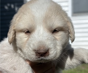 Medium Great Pyrenees