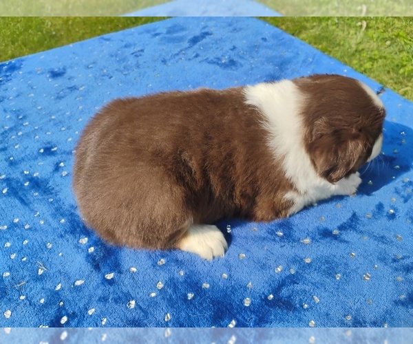 Medium Photo #2 Miniature American Shepherd Puppy For Sale in MONTGOMERY CITY, MO, USA