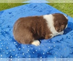 Small #1 Miniature American Shepherd