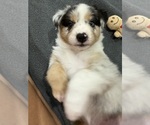 Small Photo #38 Australian Shepherd Puppy For Sale in GREER, SC, USA