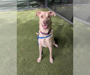 Greyhound-Labrador Retriever Mix Dogs for adoption in San Martin, CA, USA