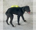 Small #2 Labrador Retriever Mix