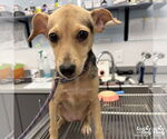 Small #3 Chihuahua Mix