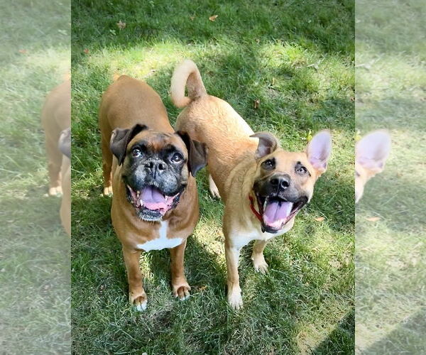 Medium Photo #6 Black Mouth Cur-Pug Mix Puppy For Sale in Dumont, NJ, USA