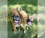 Small #5 Black Mouth Cur-Pug Mix