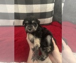 Puppy Ozzy Schnauzer (Miniature)