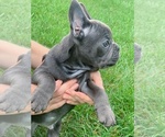 Small Photo #5 French Bulldog Puppy For Sale in BRIDGEWATER, NJ, USA