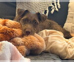 Small Photo #2 Mutt Puppy For Sale in Brooklyn Center, MN, USA