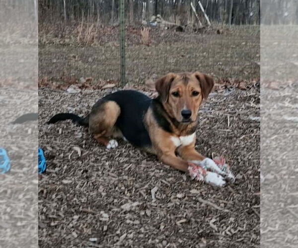 Medium Photo #3 German Shepherd Dog-Unknown Mix Puppy For Sale in Rustburg, VA, USA