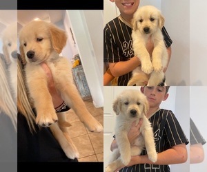 Golden Retriever Puppy for sale in PORT SAINT LUCIE, FL, USA