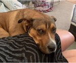 Small #4 American Pit Bull Terrier Mix