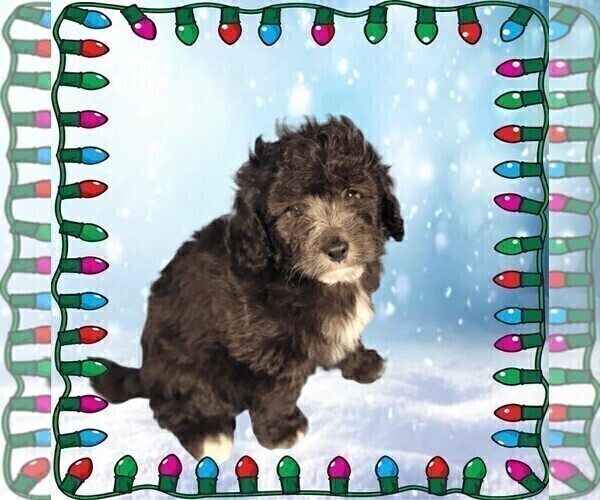 Medium Photo #24 Bernedoodle (Miniature) Puppy For Sale in PEYTON, CO, USA