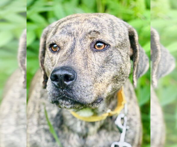 Medium Photo #1 Mutt Puppy For Sale in Waldron, AR, USA