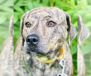 Mutt Dogs for adoption in Waldron, AR, USA